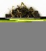 BERGAMOT WULONG