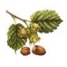 AROMACAFFE' NOCCIOLA