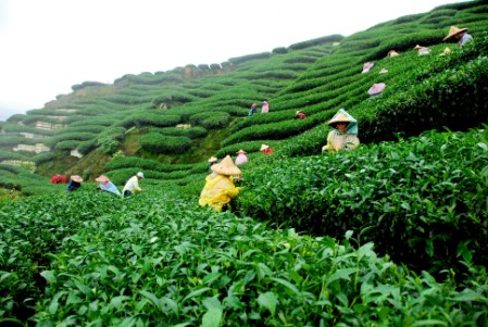 tea plantation