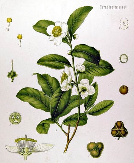 tea plant