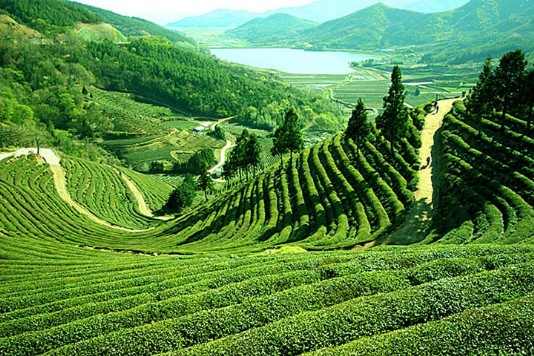 tea garden