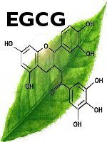 egcg