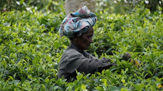 tea pickers