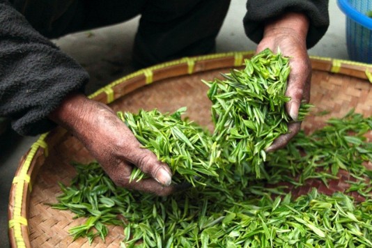foglie del tè